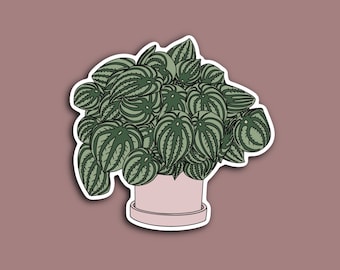 Watermelon Peperomia Water Resistant Sticker, House Plant Sticker, Boho Sticker, Plant Sticker, Plant Lover
