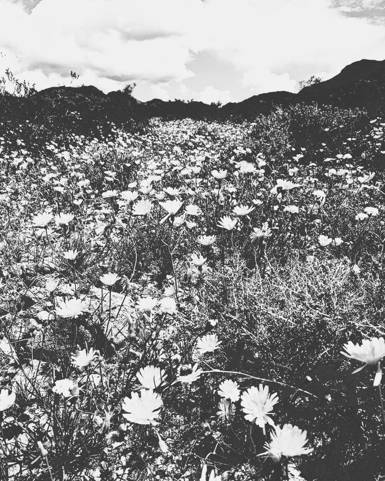 Field of Daisies Black and White Digital Photograph of a Etsy