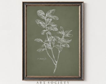 Dibujo botánico vintage, boceto de planta antigua, estudio de naturaleza neutra, descarga digital, B17