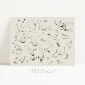 Vintage Farm Animal Sketch Print: Beatrix Potter Bird Study Drawing, Digital Download, R97