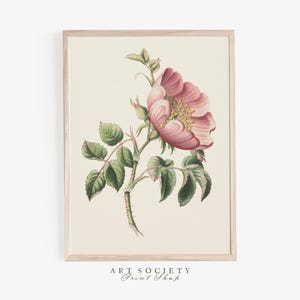 Rosa-cachorro rosa, pintura de flores em aquarela vintage, arte rústica floral, rosa antiga para impressão, decoração de parede com natureza botânica, B20