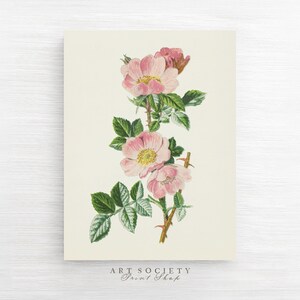 Rosa dulce, decoración de acuarela vintage, arte rústico floral, ilustración antigua imprimible, estética cottagecore, descarga instantánea, B4