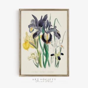 May include: A framed botanical print featuring a detailed illustration of various iris flowers. The irises display a range of colors, including purple, yellow, and white, with green stems and leaves. The print has a vintage aesthetic, with the text "ART SOCIETY Print Shop" at the bottom.