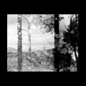 Betoverd bos, ZW #2 - standaard- of fine-art-print