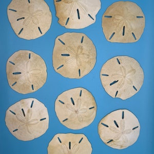 Real Sand Dollars (lot of 10 to 13) NC Outer Banks - Natural Sand Dollars , no treatment or bleach applied.