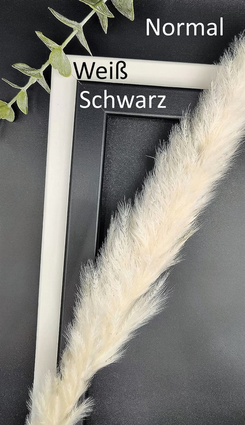 May include: A white frame with the words "Normal", "Wei&szlig;", and "Schwarz" printed on it. The frame is partially covered by a white fluffy plant.