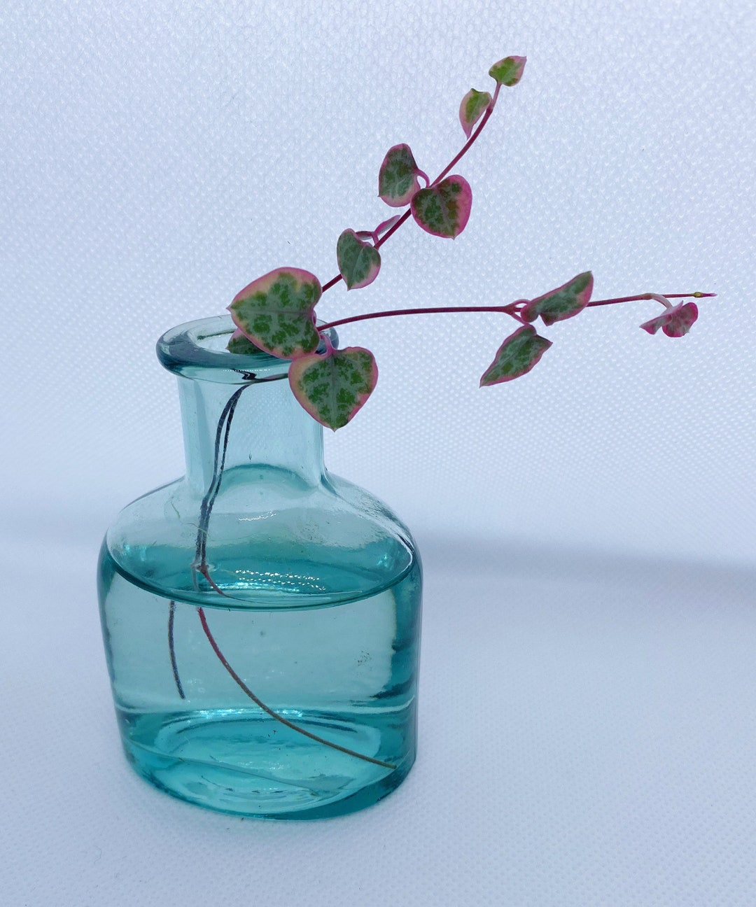 Variegated String of Hearts Cutting String of Hearts Etsy UK