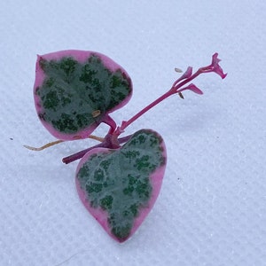 Variegated String of Hearts Butterfly Cutting, String of Hearts, Trailing Plants, Easy Care Houseplant, Cutting, Variegated Plants