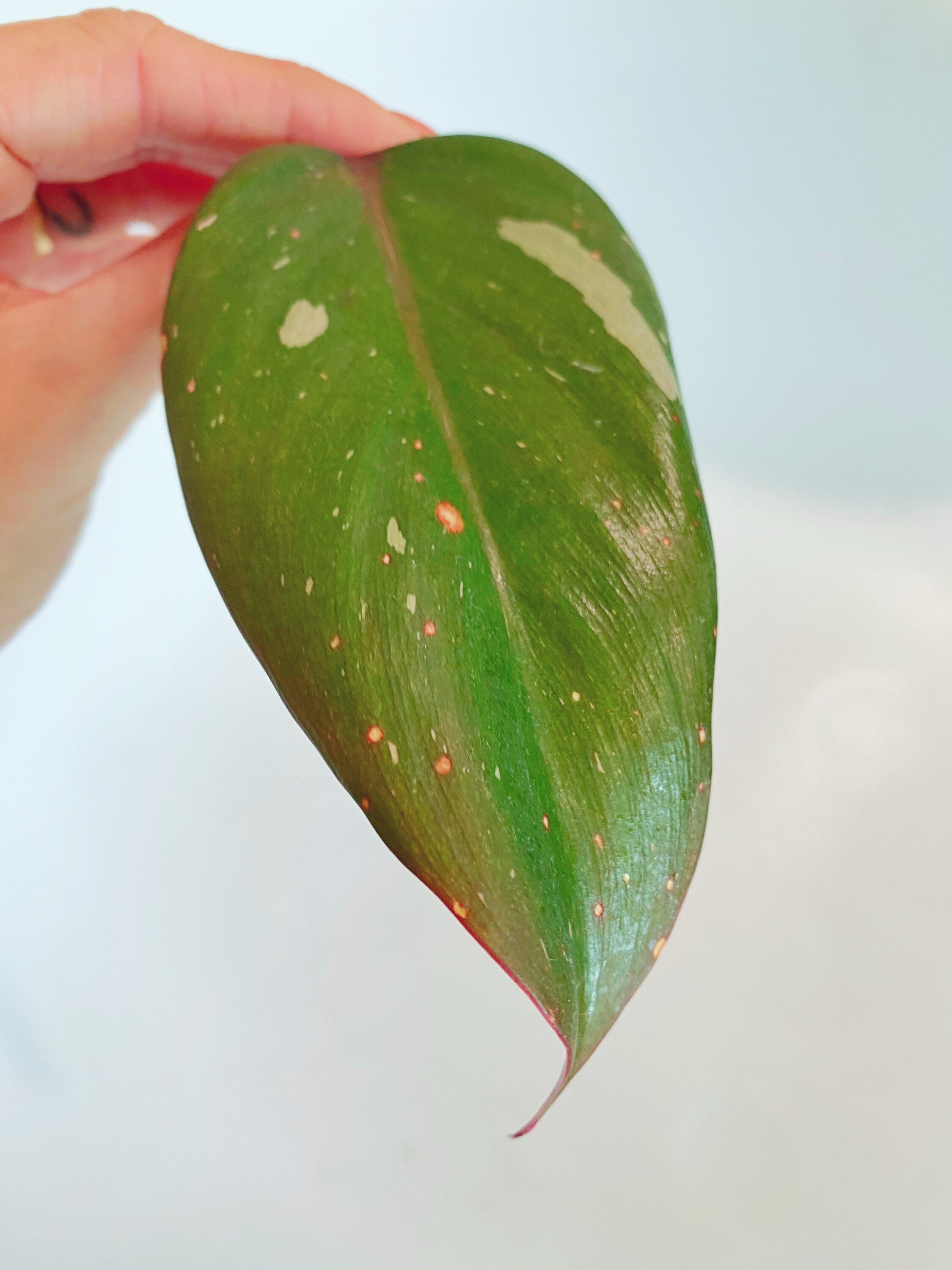 Pink Princess Philodendron Cutting Pink Princess Cutting Etsy