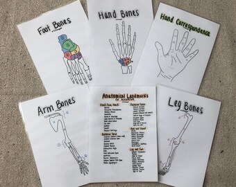 Paquete de anatomía #1 (laminado)