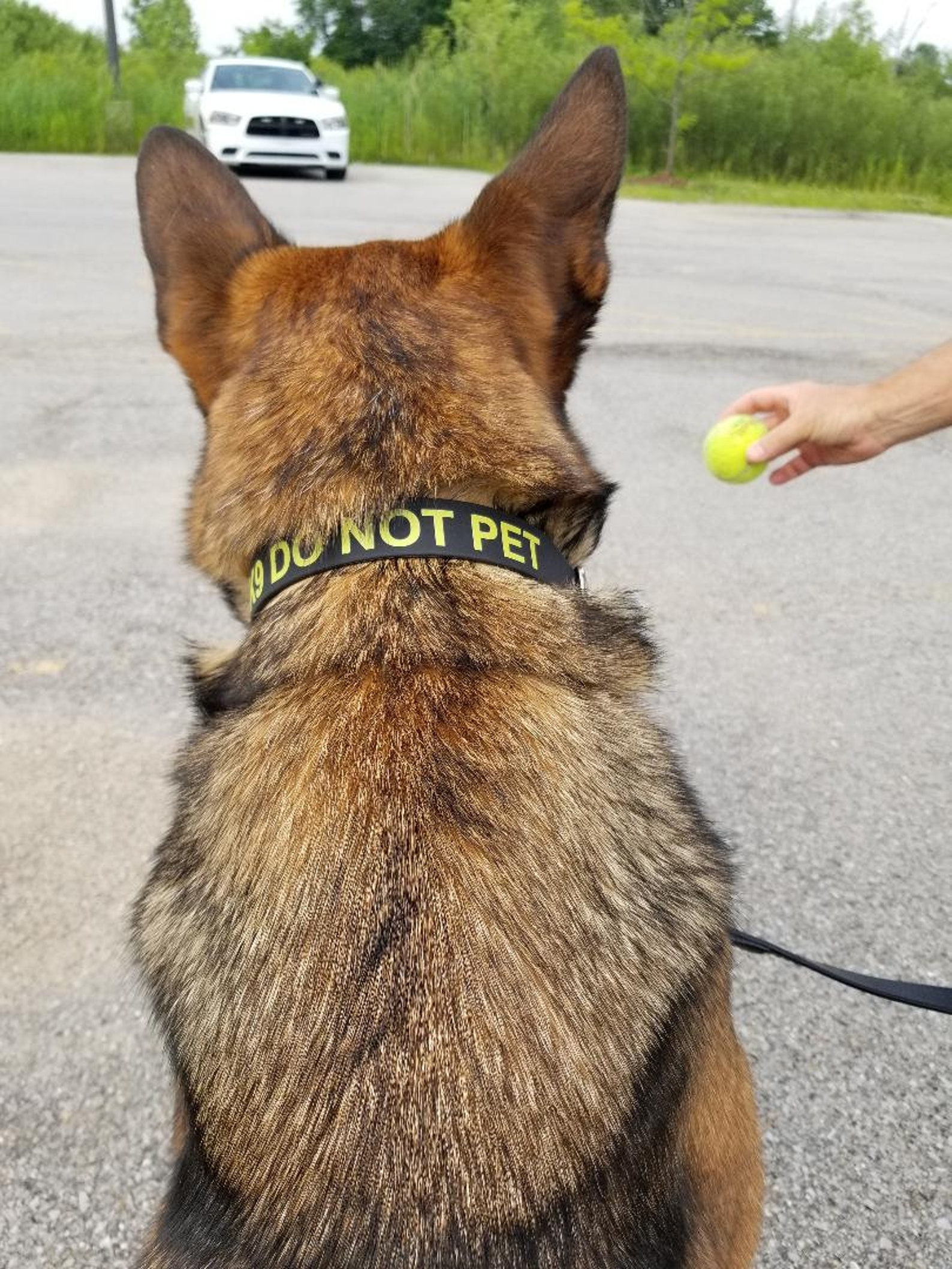 Police K9 Dog Collar Police K9 DO NOT PET Etsy
