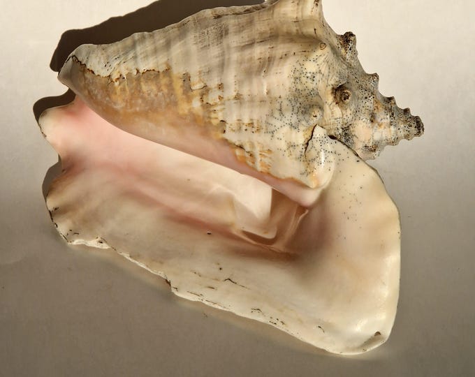 Crab Shell. Large Natural Sea Shell. Perfect for Fish Tank. Wedding Decoration, Beach Theme Party, Home Decor, Crafts, Shell Collectors.