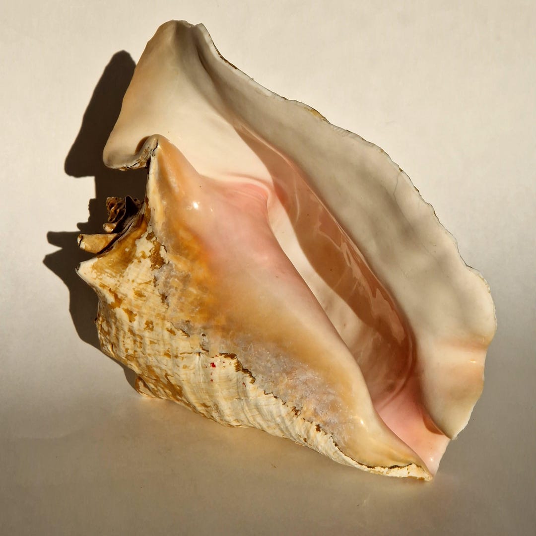 XL Crab Shell. Large Natural Sea Shell. Perfect for Fish Tank. Wedding ...
