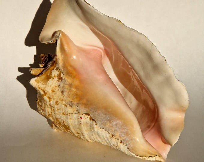 XL Crab Shell. Large Natural Sea Shell. Perfect for Fish Tank. Wedding Decoration, Beach Theme Party, Home Decor, Crafts, Shell Collectors.