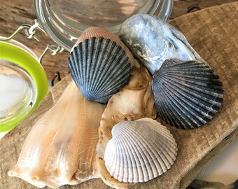 Sea Shells in a Jar; Jar of Sea Shells; Shells from the Atlantic Ocean; Nautical; Gift under 20; Beach Décor; Sea Shells; Shells for Crafts