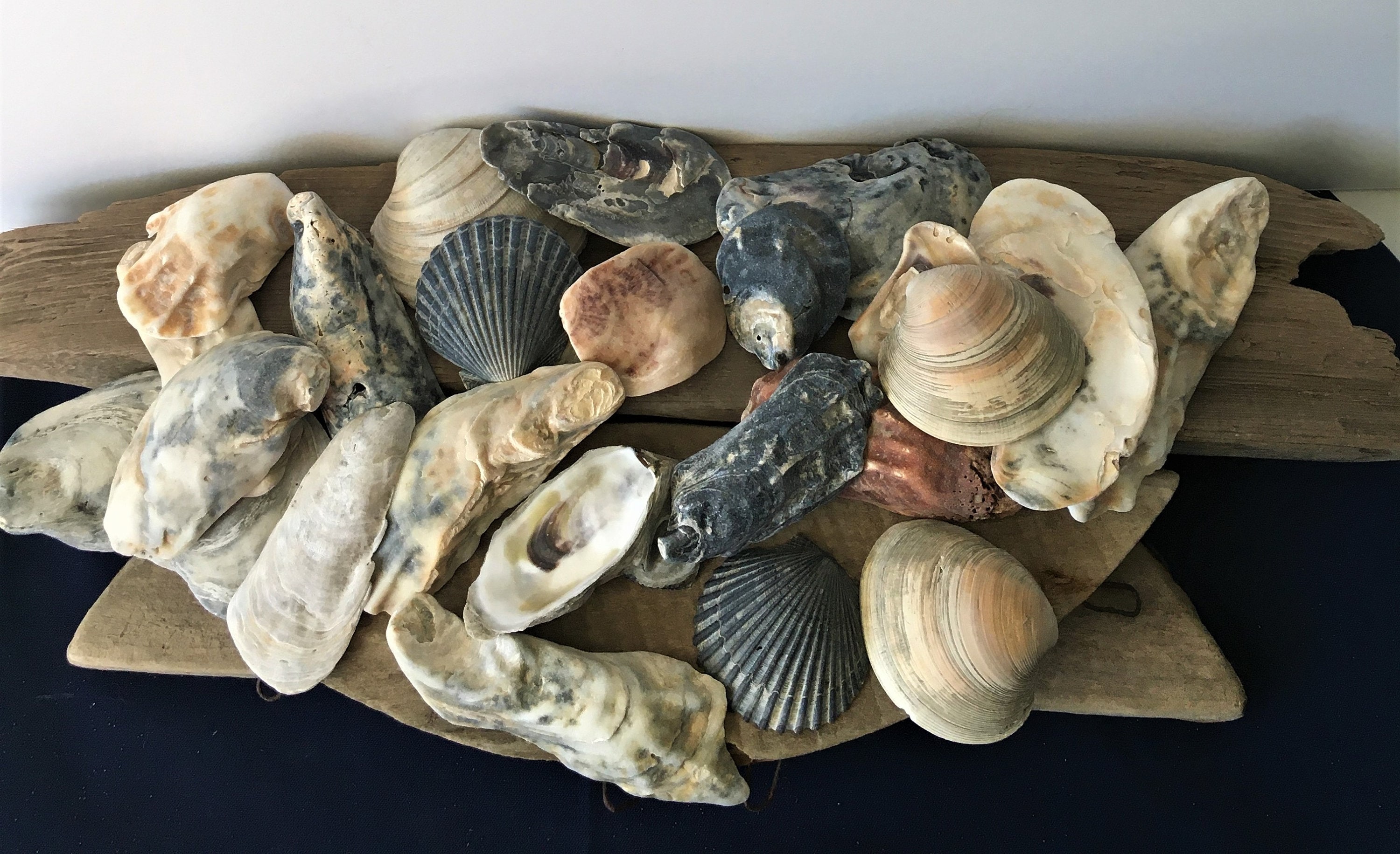 Craft Supplies & Tools Sculpting & Forming Sea Shells from the Atlantic ...
