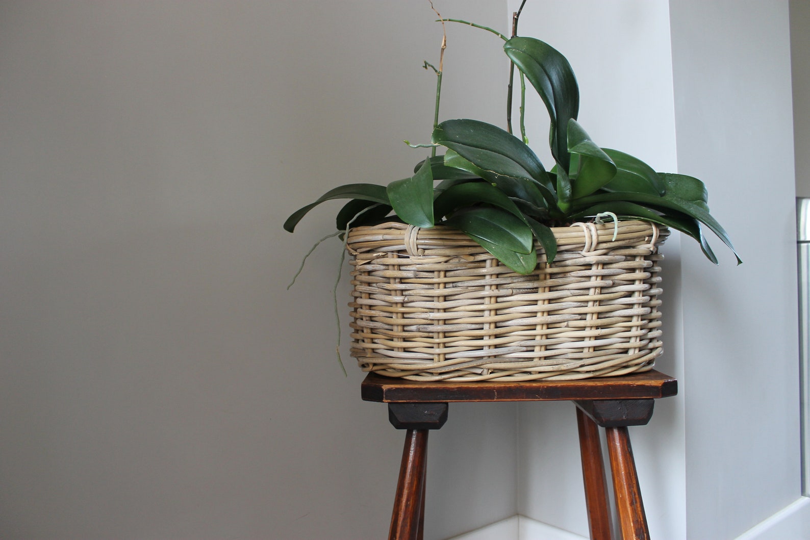 Cane Basket / Plant Holder / Plant Basket Etsy