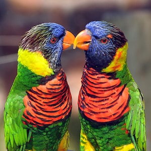 DIGITAL IMAGE: Lovebirds, Australian Parrot, Bird Photography, Nature Photography, Home Decor, Housewarming Gift, Wall Art