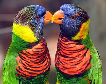 DIGITAL IMAGE: Lovebirds, Australian Parrot, Bird Photography, Nature Photography, Home Decor, Housewarming Gift, Wall Art