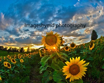 DIGITAL IMAGE: Sunflower Sunset,  Sky Photo, Sunflower Field, Sunflower Wall Art, Sunflower Sunset, Sunflower Photography,