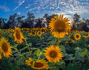 DIGITAL IMAGE: Sunflower Field, Sunflower Wall Art, Sunflower Sunset, Sunflower Photography, Pittsburgh Flower Field