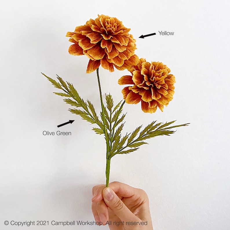 May include: A close-up of two yellow and brown marigold flowers with olive green leaves and stems. The flowers are in full bloom, showcasing their layered petals. The image is set against a white background.