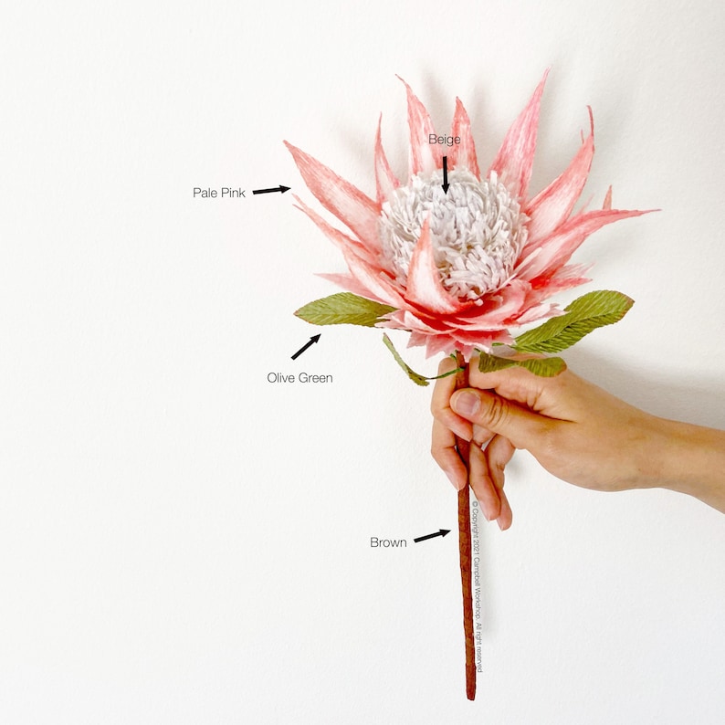 May include: A pale pink and beige protea flower with olive green leaves and a brown stem. The flower is held by a hand against a white background. The flower's petals are a soft pink, and the center is beige.
