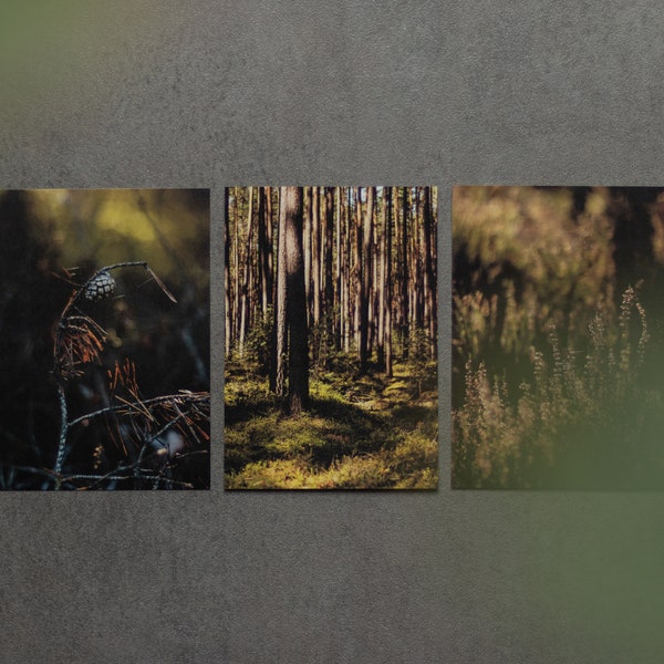 Postkarten-Set WALDMOMENTE - 3 Karten mit Natur- bzw. Waldfotos