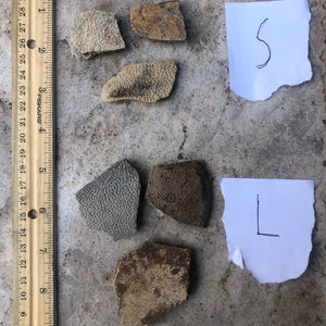 Fossil Turtle Shell - Dinosaur-age Hell Creek Formation real fossils