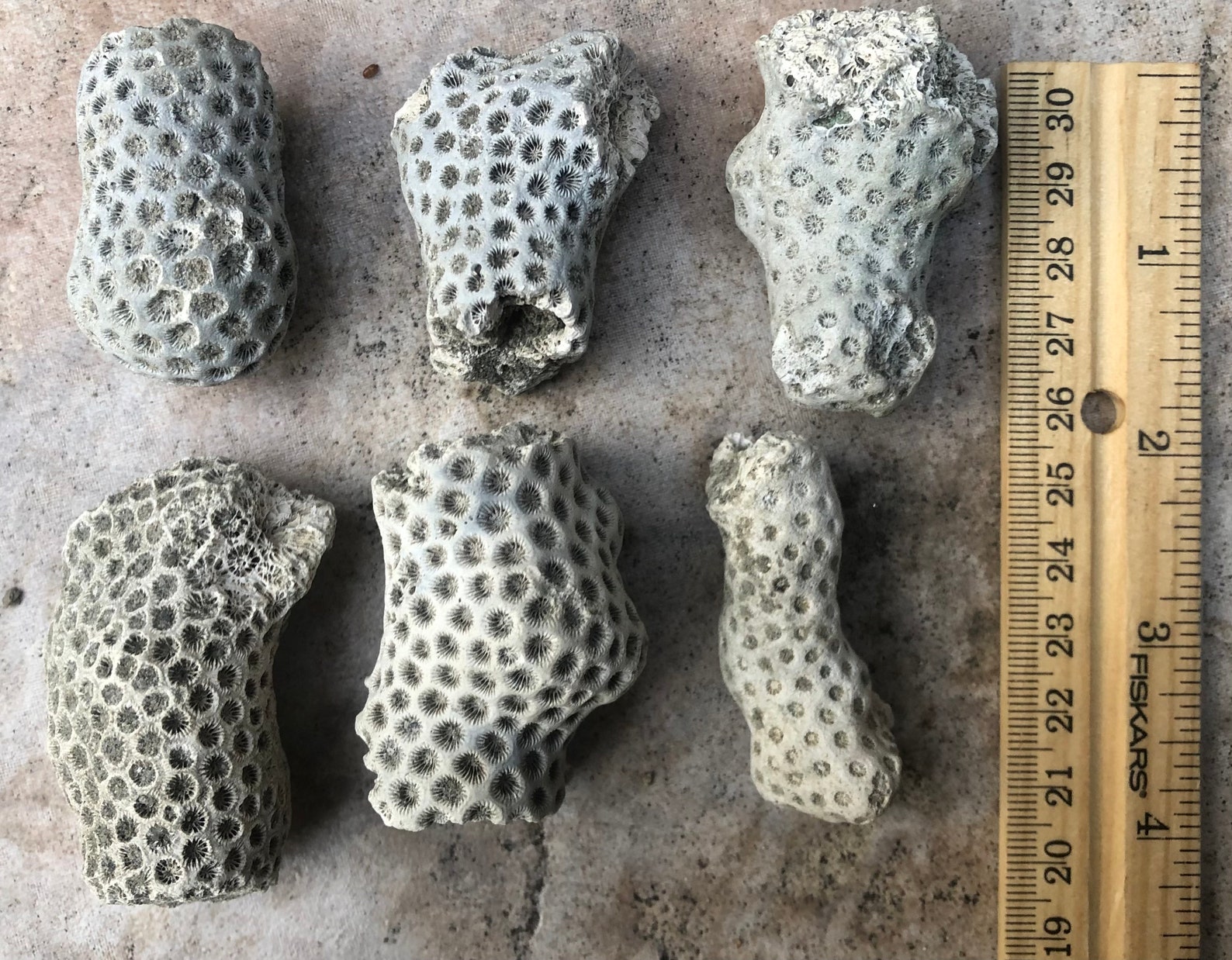 Fossil Coral Pieces Miocene/pliocene, North Carolina Etsy UK