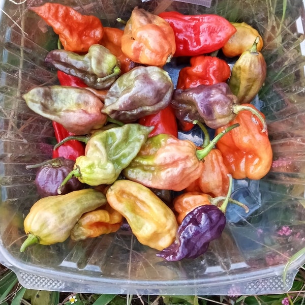 Purple Devil Emoji Pepper (Capsicum chinense) (20 Seeds)