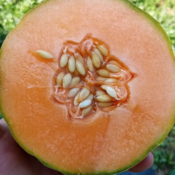 Golden Gopher Melon Seeds Open-pollinated (Cucumis melo) Muskmelon