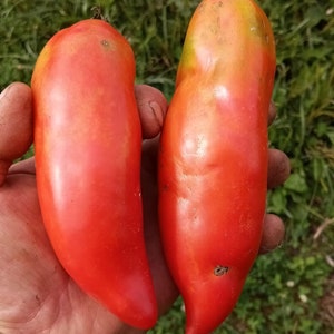 May include: Two large, red, ripe tomatoes. The tomatoes are elongated and have a smooth, glossy skin.