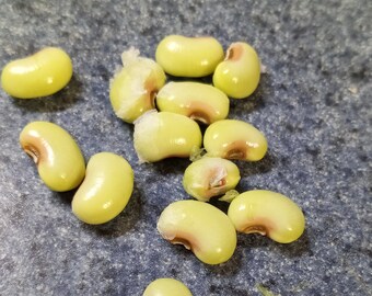 thumbnail image 2 of Wax Seed Pinkeye Purple Hull Cowpea Seeds – 5 & 10 Lb Options (Benefits St. Jude) 2 of 5