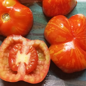 Pepper Tomato Heirloom Tomato Seeds (30 Seeds)