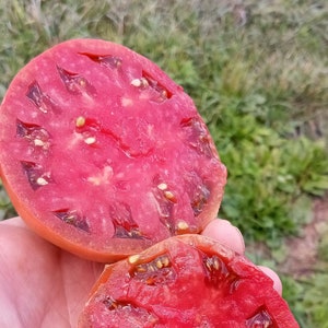 Cherokee Purple Heirloom Tomato Seeds (30 Seeds)