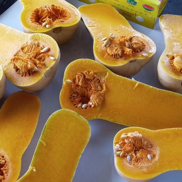 Waltham Butternut Squash (Cucurbita moschata) Heirloom (20 seeds)