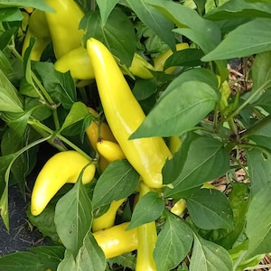 Hungarian Hot Wax Pepper Seeds