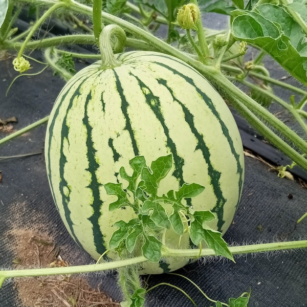 Early Moonbeam Watermelon (Citrullus lanatus) Open-pollinated (30 seeds)