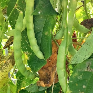 Johnny Ball Pole (White Lunford) Heirloom Bean (30 seeds)