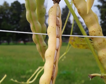 Logan County Greasy Cut-short Heirloom Bean