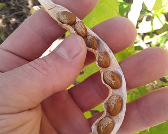 tobacco worm bean Tobacco Worm Bean (white-seeded) (30 Seeds)
