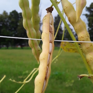 Logan County Greasy Cut-short Heirloom Bean