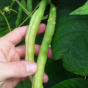 Spangler Heirloom Cornfield Bean (30 Seeds)