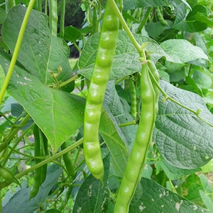 May include: Close-up of fresh, green bean pods hanging from a vine with large, green leaves. The beans are long and plump, with a slightly ridged texture. The image is taken outdoors in natural light, showcasing the vibrant color of the beans.