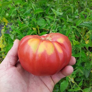 May include: A large, ripe, red tomato with a yellow patch on the side. The tomato is being held in a person's hand.