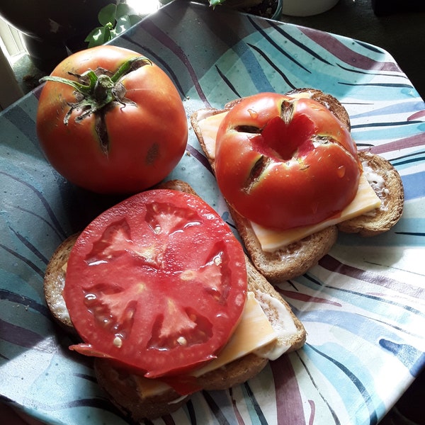West Virginia 63 Tomato Seeds