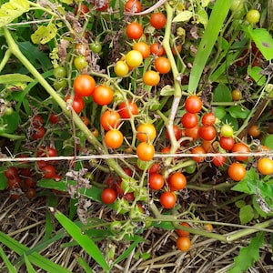 Sweet Pea Heirloom Currant Tomato (30 Seeds)