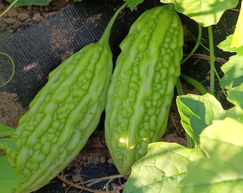 Smooth Bitter Melon (Momordica charantia) (20 Seeds)