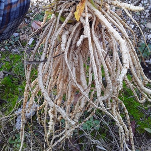 Skirret (Sium sisarum) Perennial 100 seeds